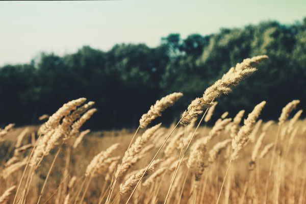 网络电话在线发送
